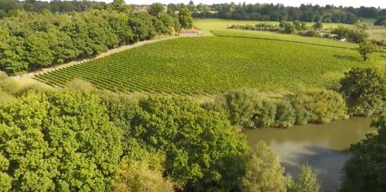 Great Windsor Park Vineyard, Aerial View