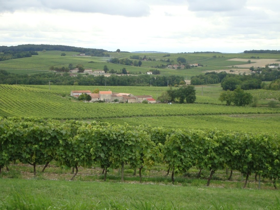 Cognac landscape photo
